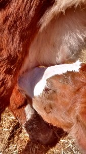 IMG_20150413_124408151_HDR