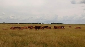 cows